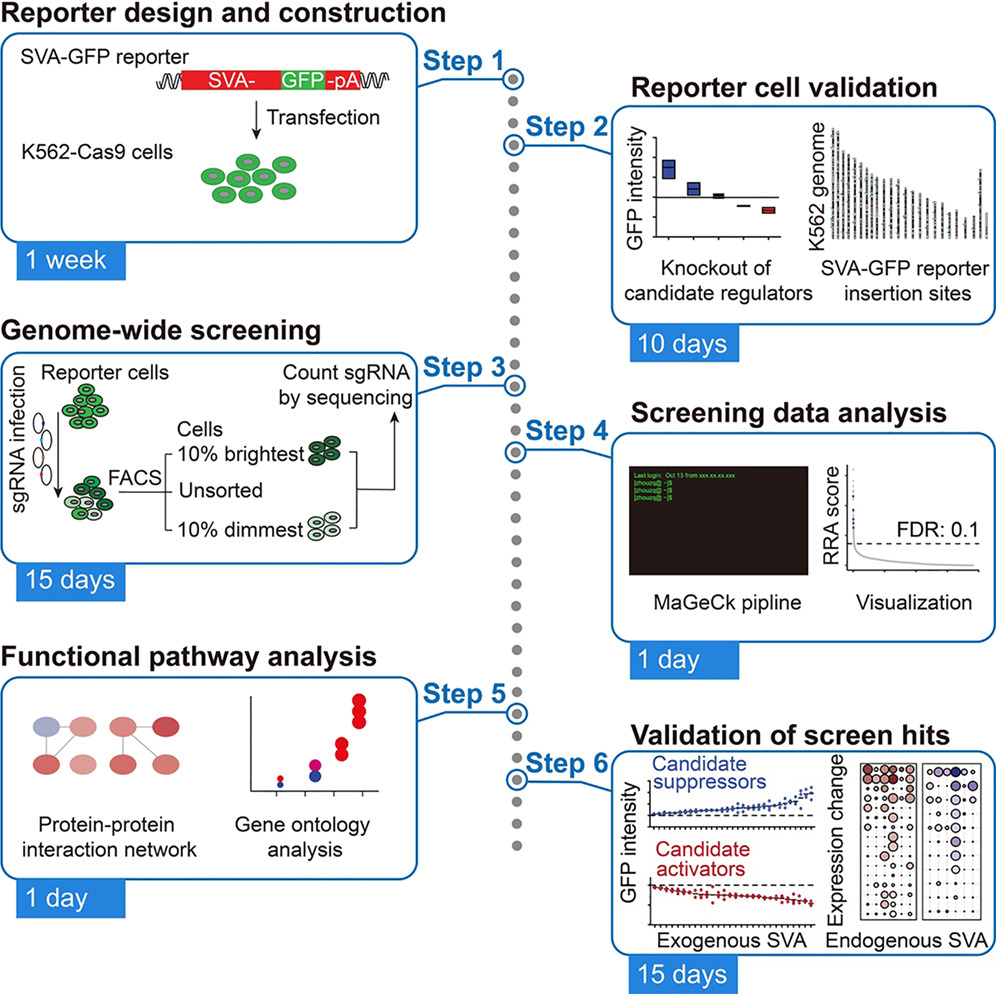 Protocol to identify SINE-VNTR-Alu regulators using genome-wide screening in human K562 cells cover