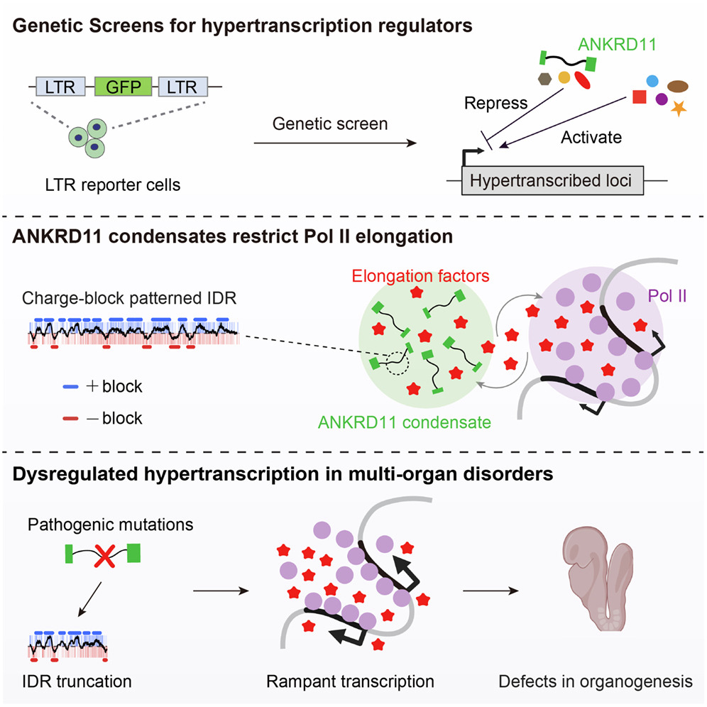 Graphical abstract: Condensates of the chromatin regulator ANKRD11 restrict hypertranscribed genes to safeguard development